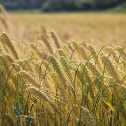 Brot für die Welt