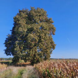 Linde zwischen Worzeldorf und Kornburg