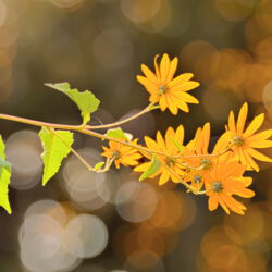 Gelbe Blume mit warmen Bokeh