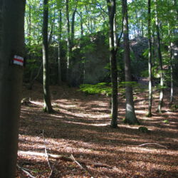 aufstrebende Bäume vor einer gewaltigen Felswand